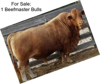 For Sale: 1 Beefmaster Bulls