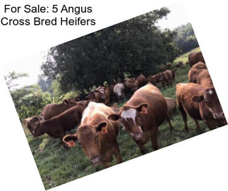 For Sale: 5 Angus Cross Bred Heifers