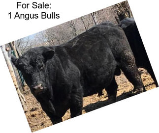 For Sale: 1 Angus Bulls