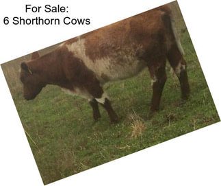 For Sale: 6 Shorthorn Cows