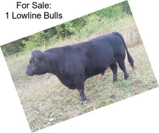 For Sale: 1 Lowline Bulls