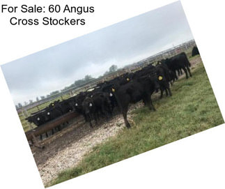 For Sale: 60 Angus Cross Stockers