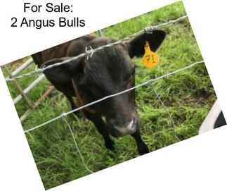 For Sale: 2 Angus Bulls