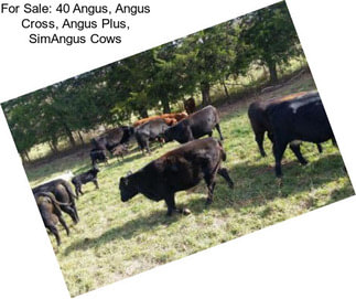 For Sale: 40 Angus, Angus Cross, Angus Plus, SimAngus Cows