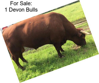 For Sale: 1 Devon Bulls