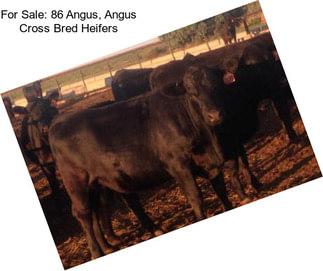 For Sale: 86 Angus, Angus Cross Bred Heifers