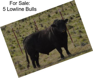 For Sale: 5 Lowline Bulls