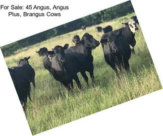 For Sale: 45 Angus, Angus Plus, Brangus Cows