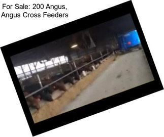 For Sale: 200 Angus, Angus Cross Feeders