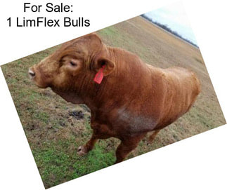 For Sale: 1 LimFlex Bulls