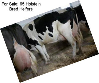 For Sale: 65 Holstein Bred Heifers