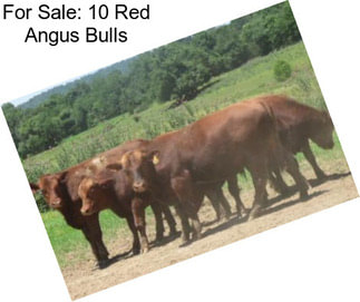 For Sale: 10 Red Angus Bulls