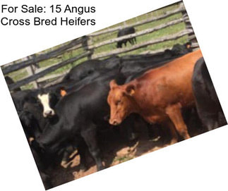 For Sale: 15 Angus Cross Bred Heifers