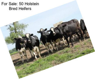 For Sale: 50 Holstein Bred Heifers