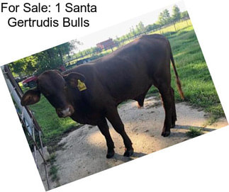 For Sale: 1 Santa Gertrudis Bulls