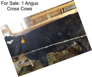 For Sale: 1 Angus Cross Cows
