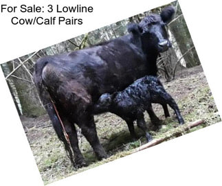 For Sale: 3 Lowline Cow/Calf Pairs