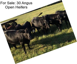 For Sale: 30 Angus Open Heifers