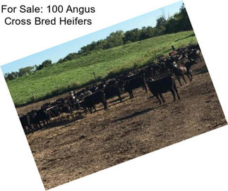 For Sale: 100 Angus Cross Bred Heifers