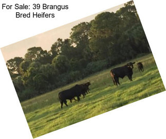 For Sale: 39 Brangus Bred Heifers