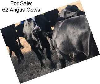 For Sale: 62 Angus Cows