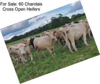 For Sale: 60 Charolais Cross Open Heifers