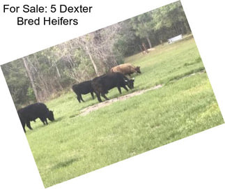 For Sale: 5 Dexter Bred Heifers