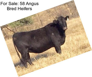 For Sale: 58 Angus Bred Heifers