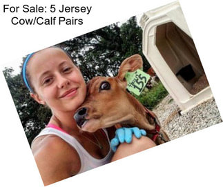 For Sale: 5 Jersey Cow/Calf Pairs