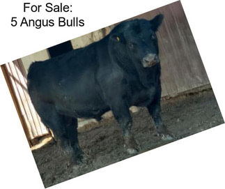 For Sale: 5 Angus Bulls