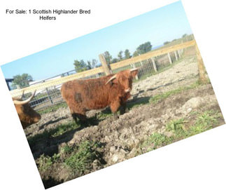 For Sale: 1 Scottish Highlander Bred Heifers
