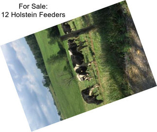 For Sale: 12 Holstein Feeders