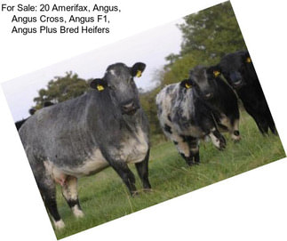 For Sale: 20 Amerifax, Angus, Angus Cross, Angus F1, Angus Plus Bred Heifers