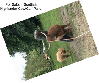 For Sale: 4 Scottish Highlander Cow/Calf Pairs