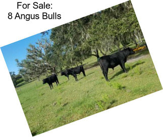 For Sale: 8 Angus Bulls