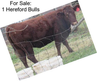 For Sale: 1 Hereford Bulls