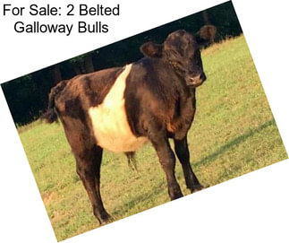 For Sale: 2 Belted Galloway Bulls