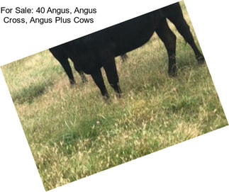 For Sale: 40 Angus, Angus Cross, Angus Plus Cows