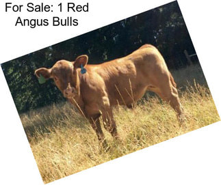 For Sale: 1 Red Angus Bulls