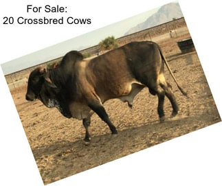 For Sale: 20 Crossbred Cows