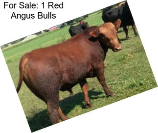 For Sale: 1 Red Angus Bulls