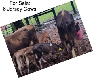 For Sale: 6 Jersey Cows