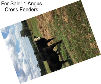 For Sale: 1 Angus Cross Feeders