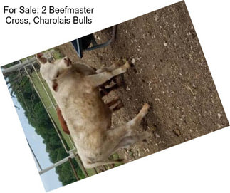 For Sale: 2 Beefmaster Cross, Charolais Bulls