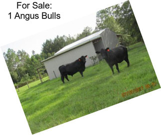 For Sale: 1 Angus Bulls