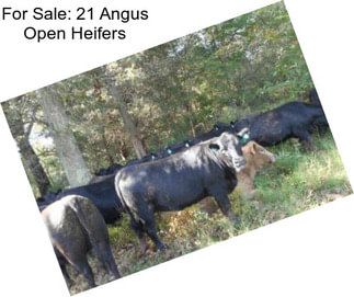 For Sale: 21 Angus Open Heifers