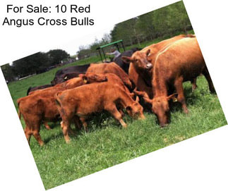 For Sale: 10 Red Angus Cross Bulls