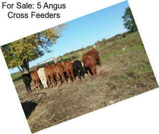 For Sale: 5 Angus Cross Feeders