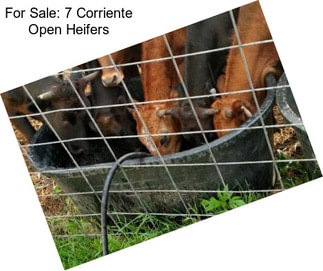 For Sale: 7 Corriente Open Heifers