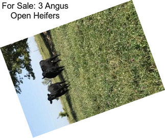 For Sale: 3 Angus Open Heifers